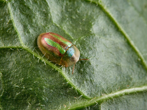 This tortoise beetle is a species of beetle in the Chrysomelidae family. Cassida vittata      