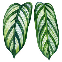 Calathea tropical leaves and succulent isolated on white background. palm leaf. Watercolor jungle clipart  © Hanna