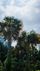 Fototapeta na wymiar Asian palmyra palm or Borassus flabellifer in the city with cloudy blue sky