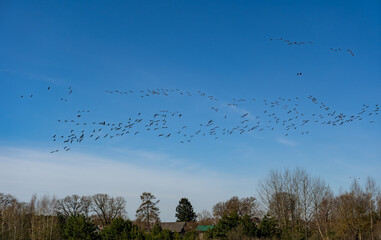 flock of birds migrating in the spring