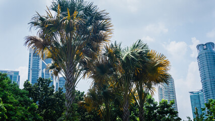 Asian palmyra palm or Borassus flabellifer in the city with cloudy blue sky