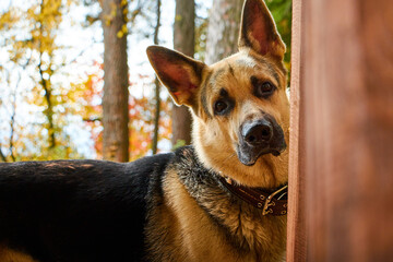Naklejka na ściany i meble Dog German Shepherd outdoors in a summer day. Russian guard dog Eastern European Shepherd in a wooden gazebo in nature