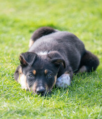 Border Collie resting in a field of grass 