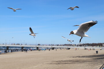 seagulls on the beach