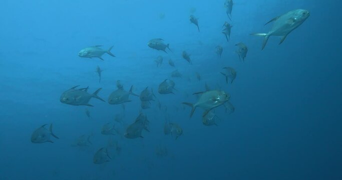 school of pompano fish at Banda Sea