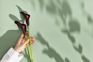 Dark purple Calla lily flowers in woman hand on green background with leaf shadow. Minimal natural floral concept. Blossoming flower, holiday celebration summer card. Bouquet of Calla lilies - obrazy, fototapety, plakaty