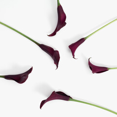 Dark purple Calla lily flowers on white background. Minimal floral design pattern with natural...