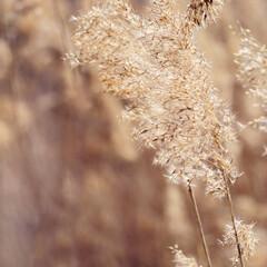 Dry reeds as beauty nature background, reed seeds close up. Abstract natural backdrop. Beautiful...