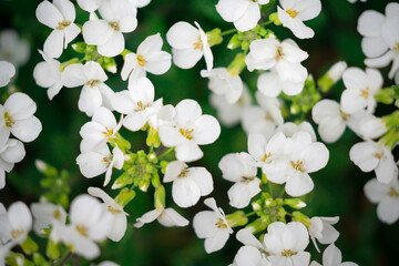 Białe kwiaty lobelii przylądkowej 