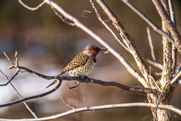 Northern Flicker on a branch