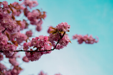 Spring Cherry Blossom