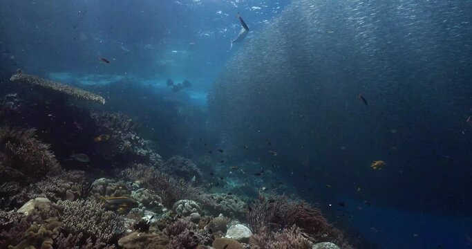 school of silver side fish and coral reefs
