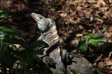 Black Iguana