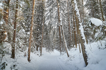 Fototapeta premium Forest covered with white snow on a cold winter day