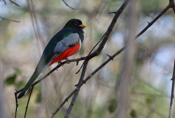 Elegant Trogon