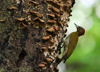Rufous-winged Woodpecker