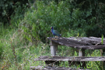 Purple Gallinule
