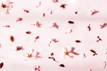 Flowers pattern composition. Pink flowers on pastel pink background. Valentines Day, Easter, Happy Women's Day, Mother's day. Flat lay, top view, copy space