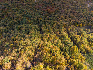 Forests in autumn with the drone.