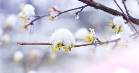 Branch with yellow dogwood flowers in the snow.