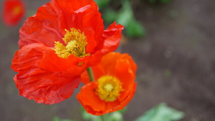 Fototapeta premium Japanese