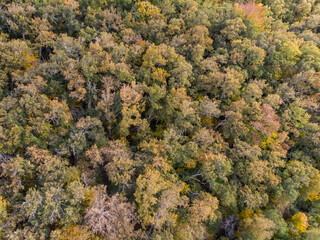 Forests in autumn with the drone.