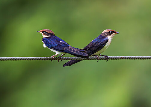 Pair of Wire Tail Swallow on wire