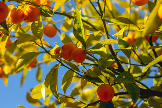 Mandarinenbaum mit sch&ouml;nem Hintergrund.