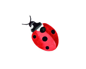 Hand painted watercolor illustration of a red ladybug insect. Isolated object on white background. - obrazy, fototapety, plakaty