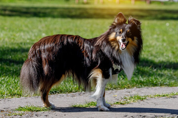 Nice fluffy sable white shetland sheepdog, sheltie outside portrait on green meadow background.