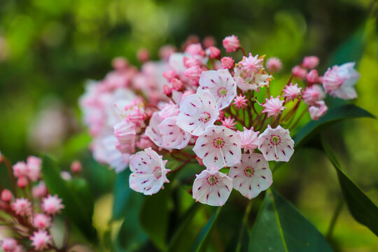 A Gorgeous Pink And White Mountain Laurel Flower In The Garden Surrounded By Lush Green Leaves At Callaway Gardens In Pine Mountain Georgia USA