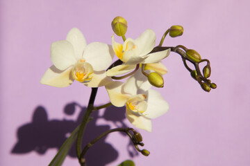Fototapeta na wymiar Blooming Soft Cloud orchid on a lilac background