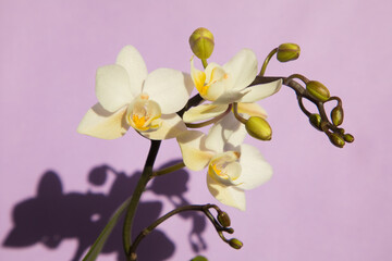 Blooming Soft Cloud orchid on a lilac background