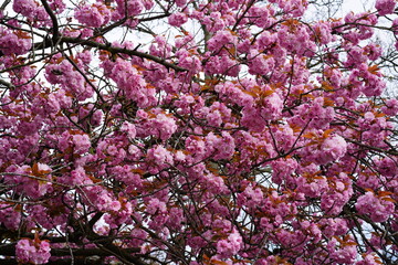 Kirschbaum mit rosa Blüten im Frühling in Berlin