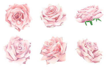 Pink Rose flower set. Water color