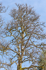 Arbre et ses branche couvert de mousse, sans feuilles au début du printemps. Ressource graphique et esthétique.