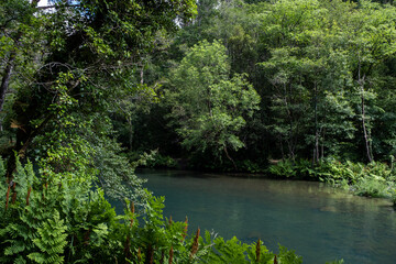Green riverside vegetation
