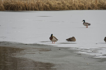 Mallard Ducks on a Frozen Pond
