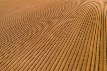 Aerial view of the agricultural field with furrows on soil at sunset