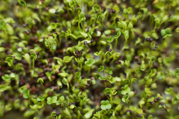 Fototapeta na wymiar Broccoli microgreen seed sprouts