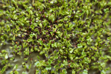 Broccoli microgreen seed sprouts
