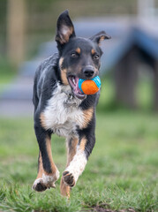 A Tri-colour Border Collie playing with his ball