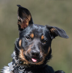 A close up of a Tri-colour Border Collie puppy