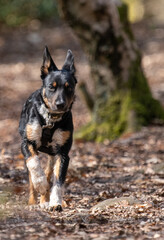 A close up of a Tri-colour Border Collie puppy