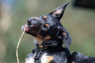 A Tri-colour Border Collie playing with a stick