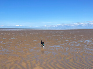 A photo of a tri-colour Border Collie puppy running on a beach in the sun