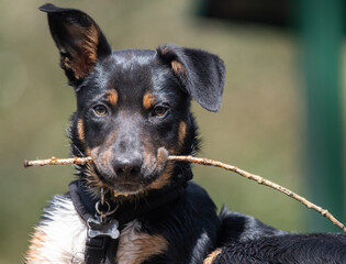 A Tri-colour Border Collie playing with a stick