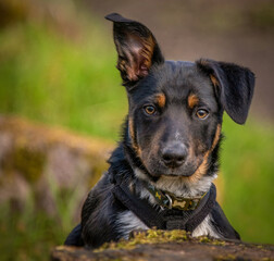 A close up of a Tri-colour Border Collie puppy