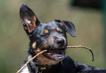A Tri-colour Border Collie playing with a stick