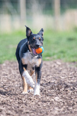 A Tri-colour Border Collie playing with his ball